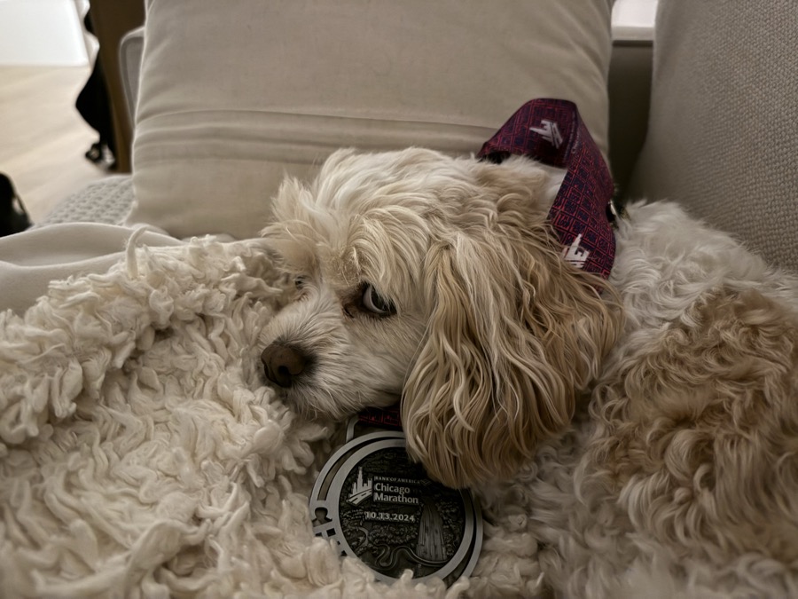 The Chicago Marathon medal, modeled by the dog